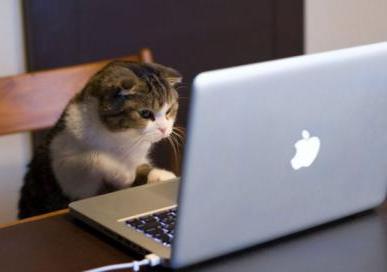 一只虎斑猫坐在电脑前. 